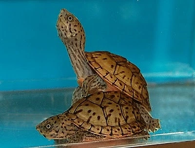 Razorback moskusskildpadde (stenotherus carinatus)